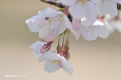 sakura 2011