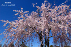 桜2011