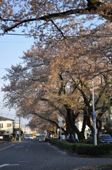 桜6