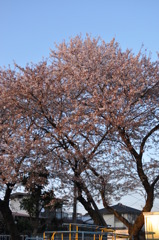 桜10