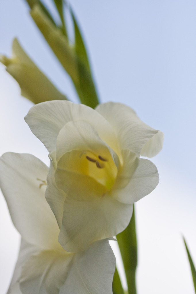 Gladiolus