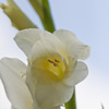 Gladiolus