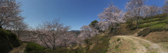 桜の路