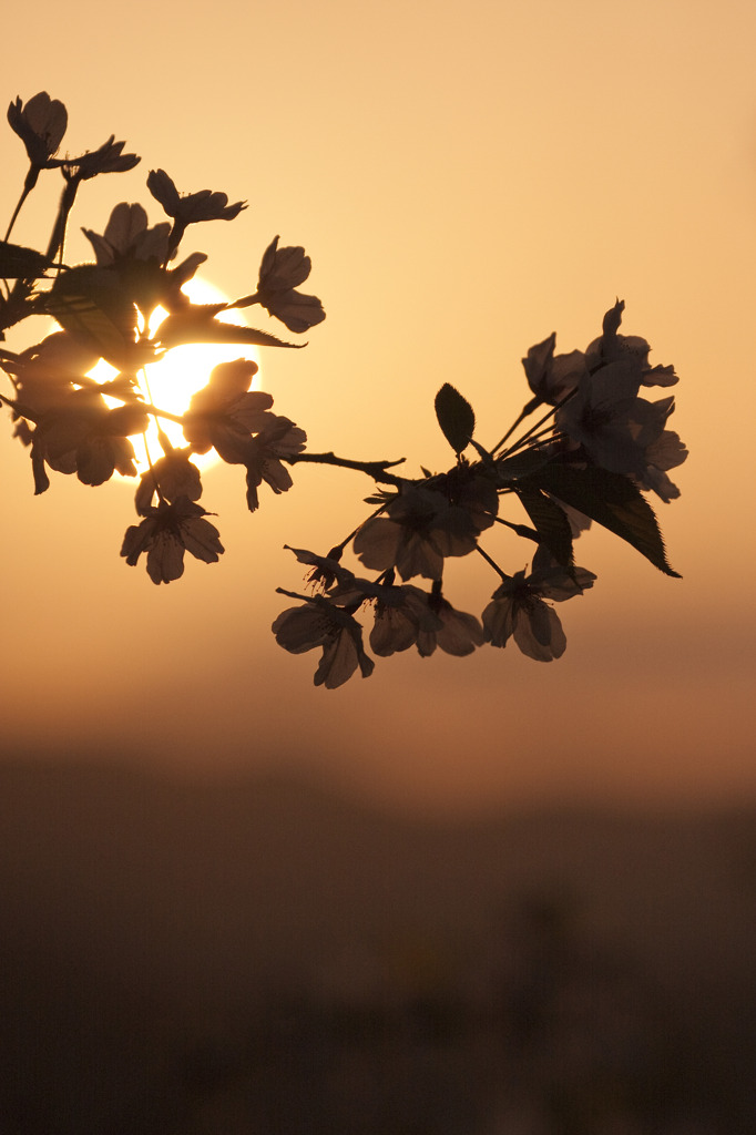 夕照