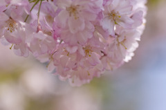 遅咲きの桜