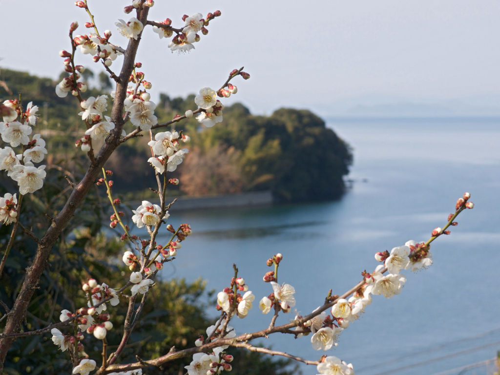 穏やかな午後の海辺にて