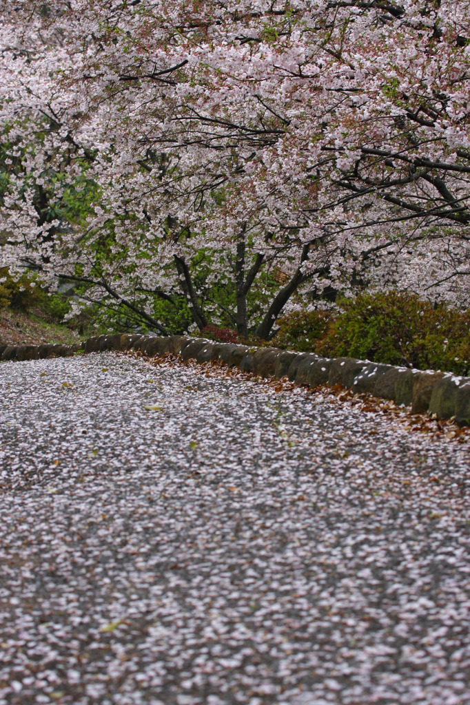桜の路 3