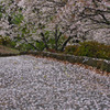 桜の路 3