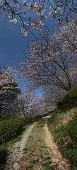 桜の路　2