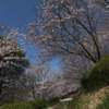 桜の路　2