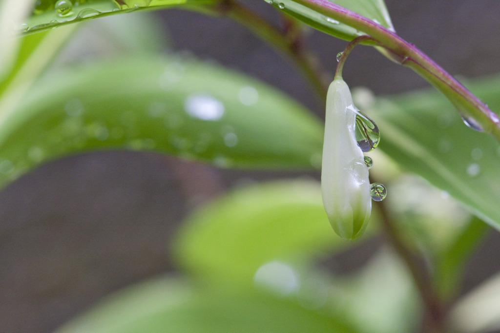 雨あがり Vol.8　ナルコユリ