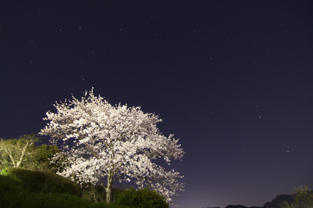 夜桜　ソメイヨシノ 2