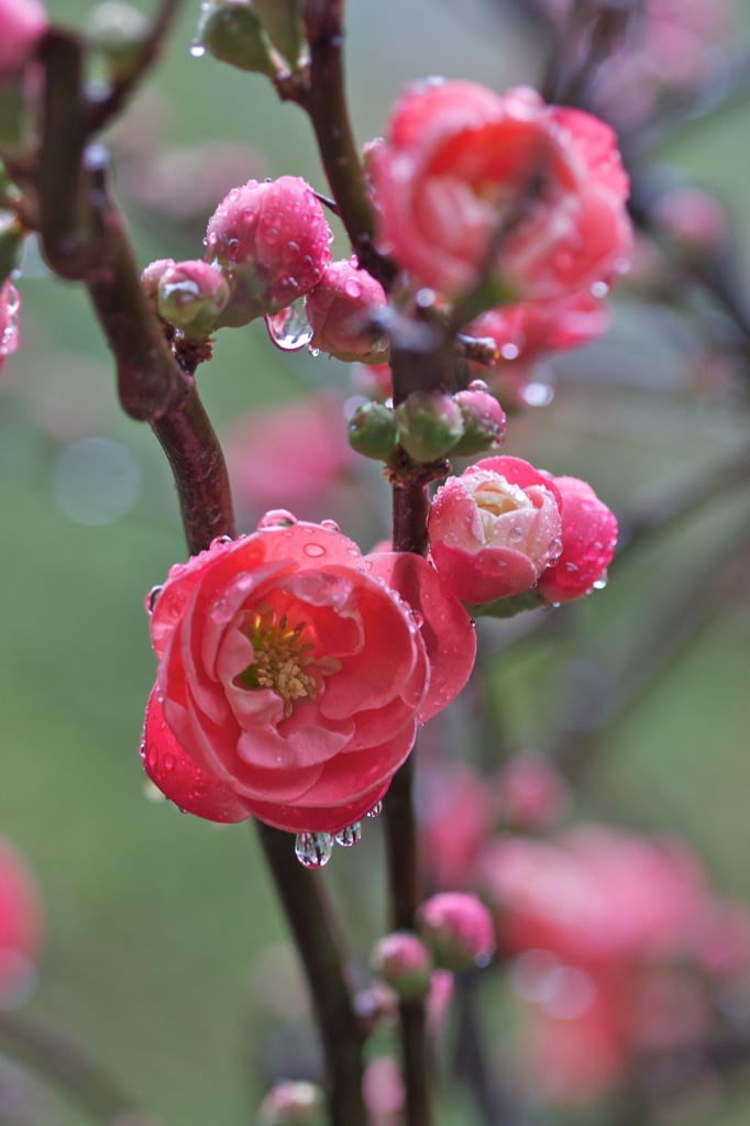 木瓜の花