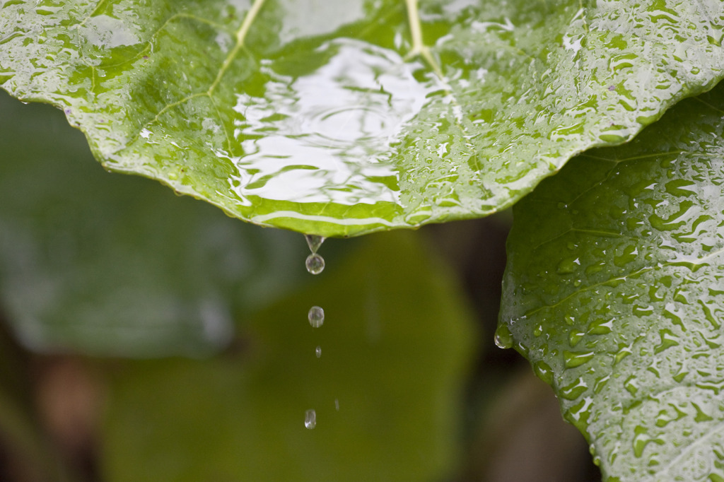 雨　Vol.2