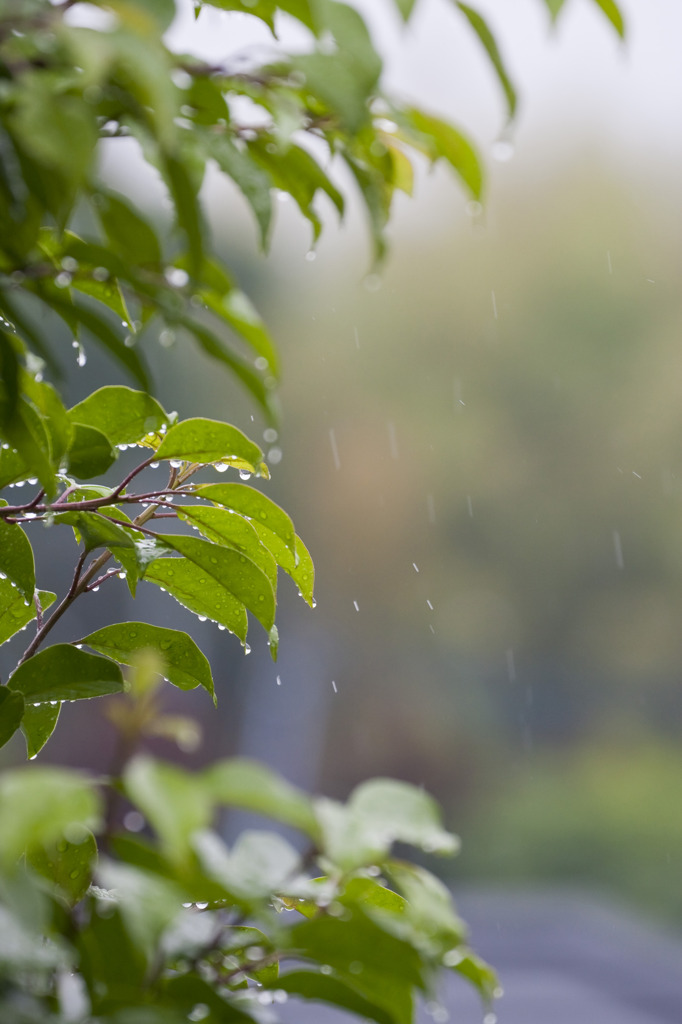 雨　Vol.1