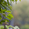 雨　Vol.1