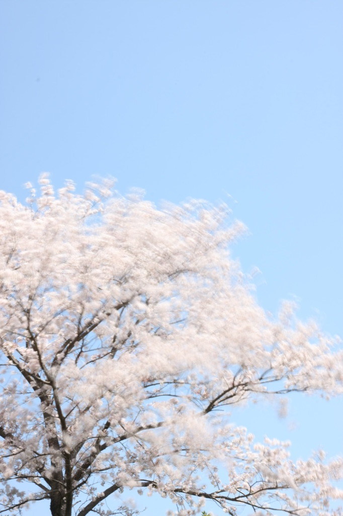 春風に揺れて
