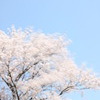 春風に揺れて