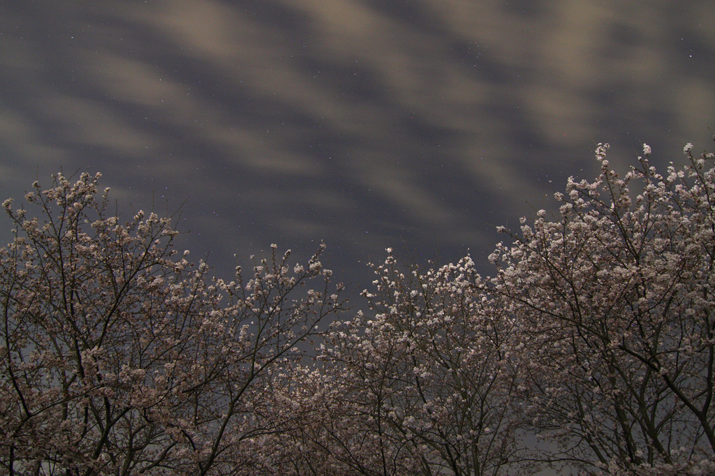  夜桜　ソメイヨシノ
