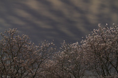  夜桜　ソメイヨシノ