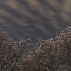 夜桜　ソメイヨシノ