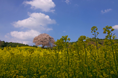 満開の一本桜