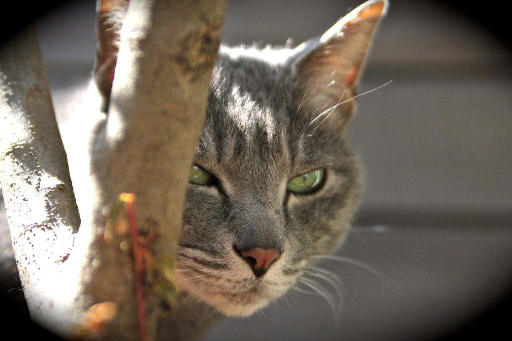 HUNTER