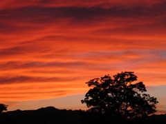 桂川夕日