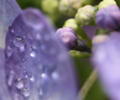 紫陽花・・・