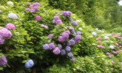 紫陽花・・・