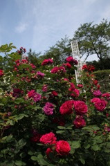 生田緑地。