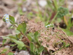 虫の視点、たぶんキュウリグサ？