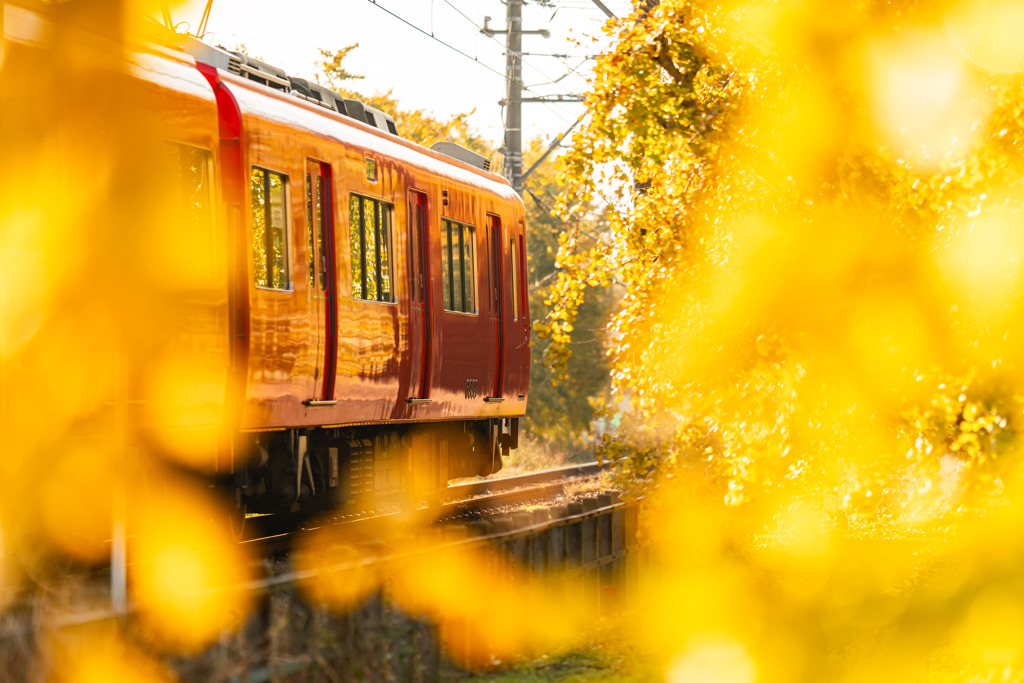 黄葉列車