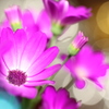 brilliant flower