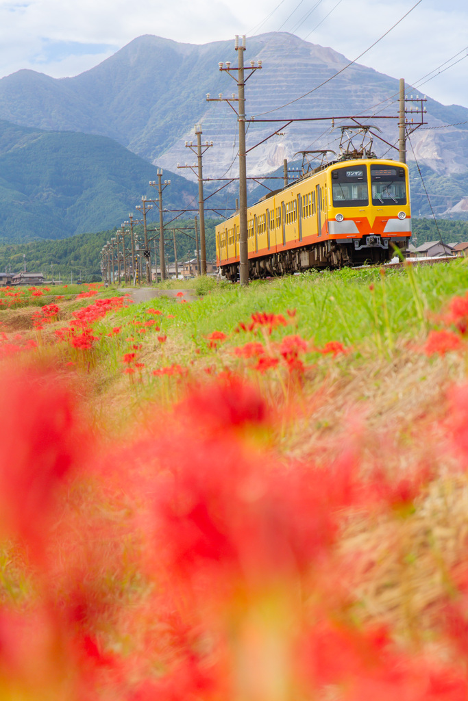 狐花の彩り