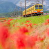狐花の彩り