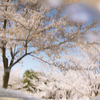 夢見る桜