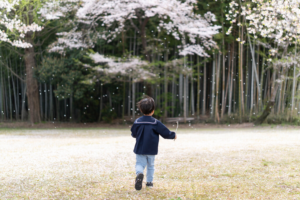 桜舞う