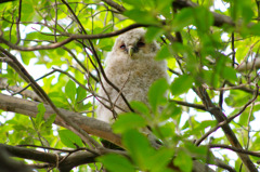 モミヤマフクロウ幼鳥