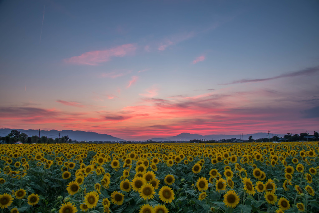 夕暮れ時の太陽たち