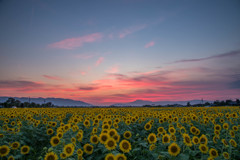 夕暮れ時の太陽たち