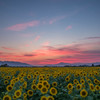 夕暮れ時の太陽たち