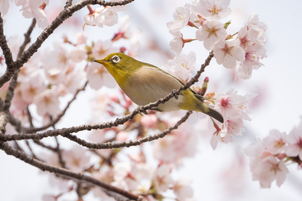 春ですね♪