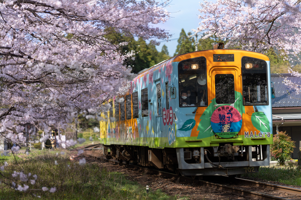 お花見列車