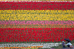 The wall of a tulip