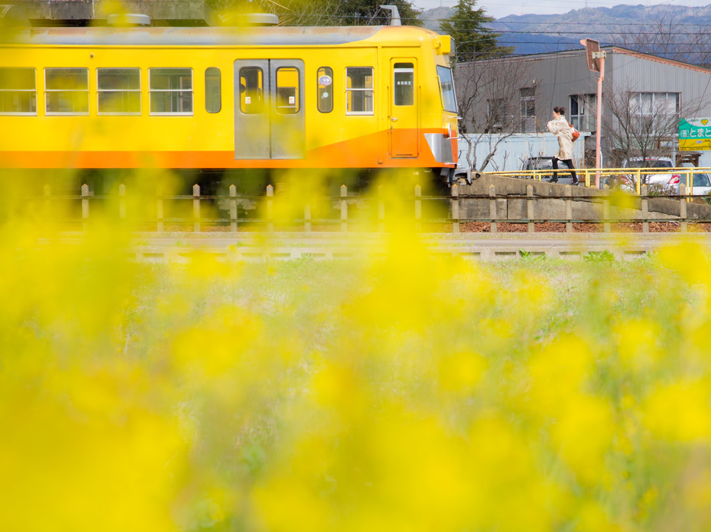 菜の花電車～三岐鉄道～