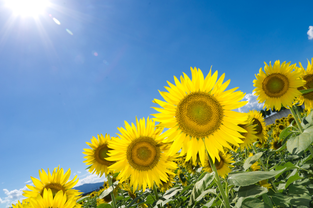 太陽燦燦