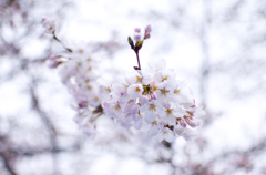花見③