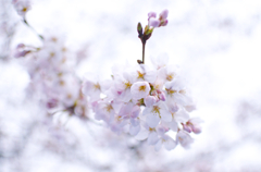 花見②