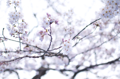 花見①